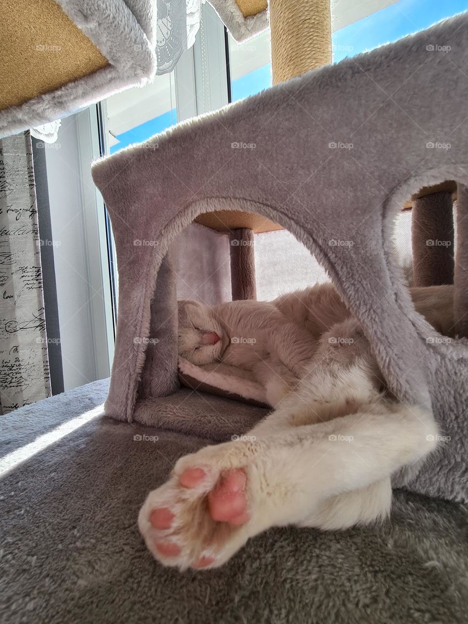 My lovely white cat sleeping and stretching her little toes. 💤