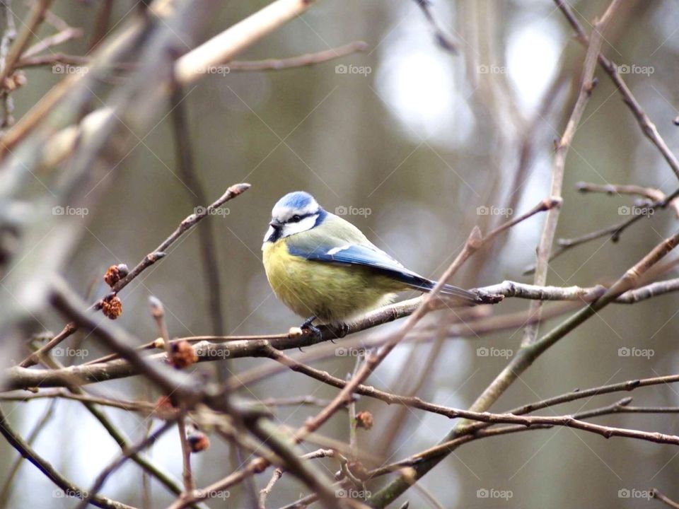 Blue tit