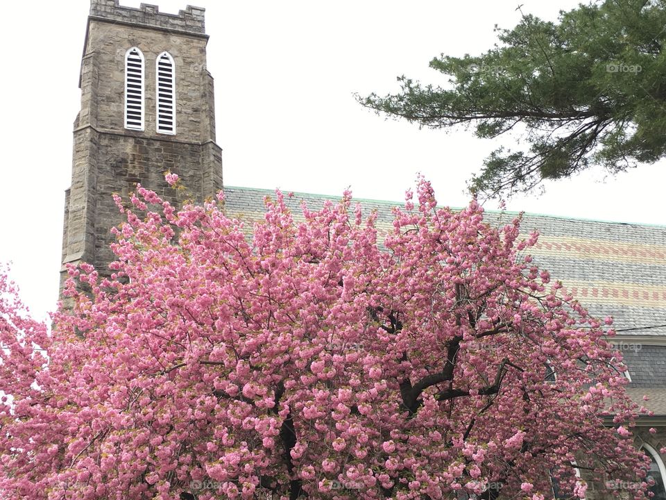 Cherry blossoms and St. James