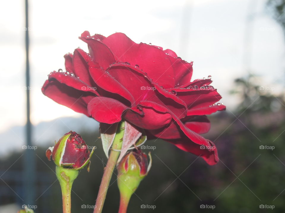 Blooming red rosebud after rain.  Water drops lie on the petals.