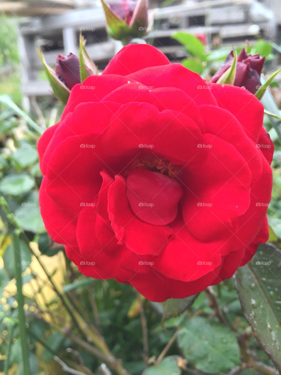 Red Rose