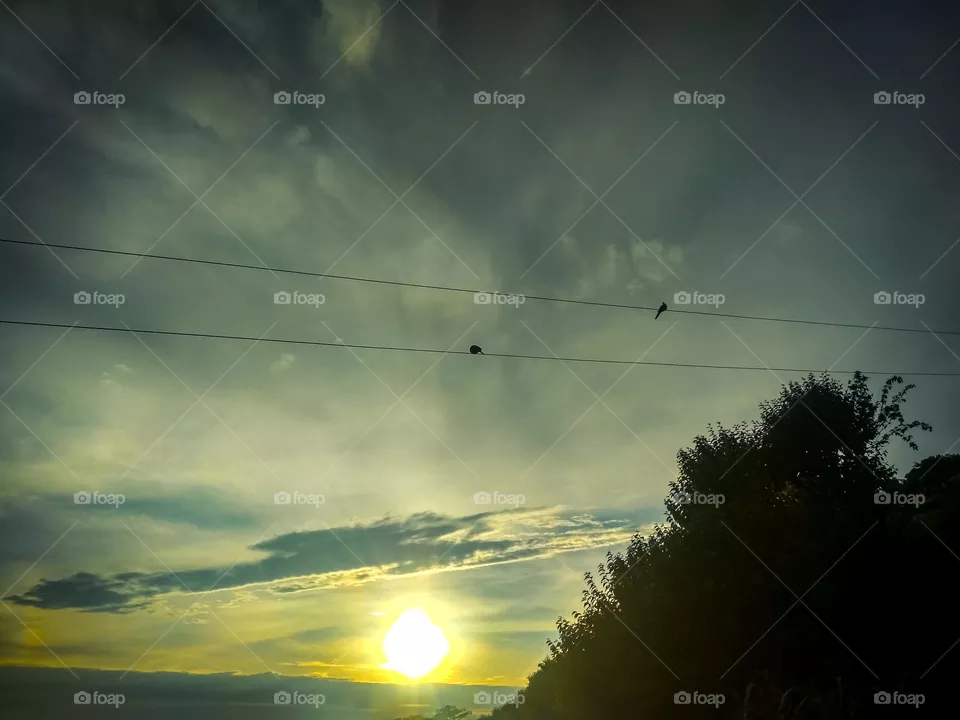 amazing birds at sunset