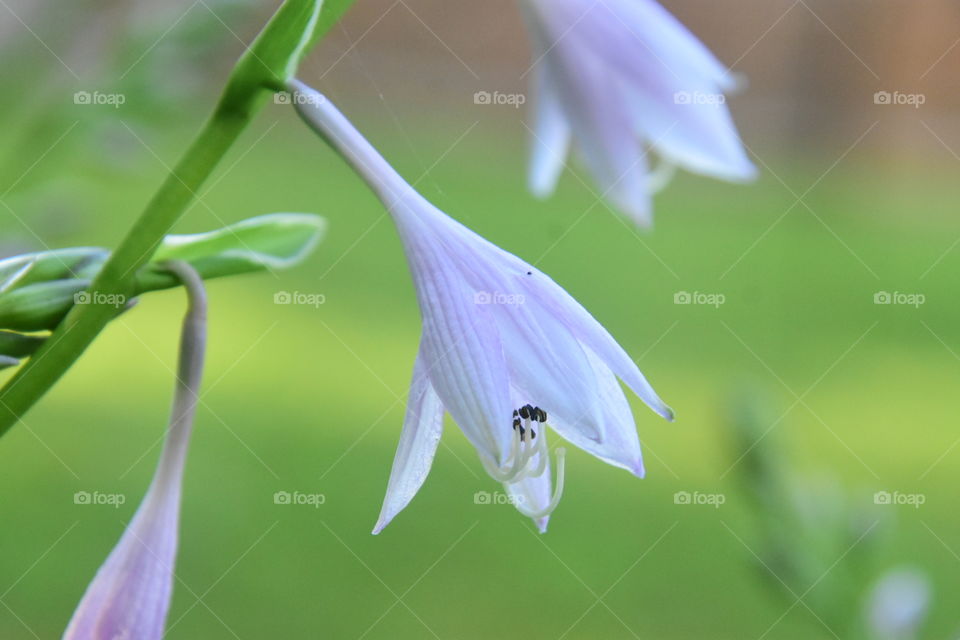 hosta flowers starting to bloom hummingbirds and bees will love it