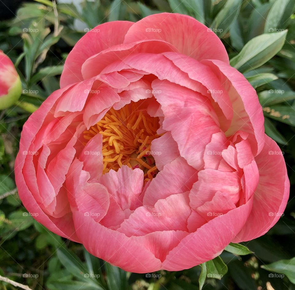 Pink peony 