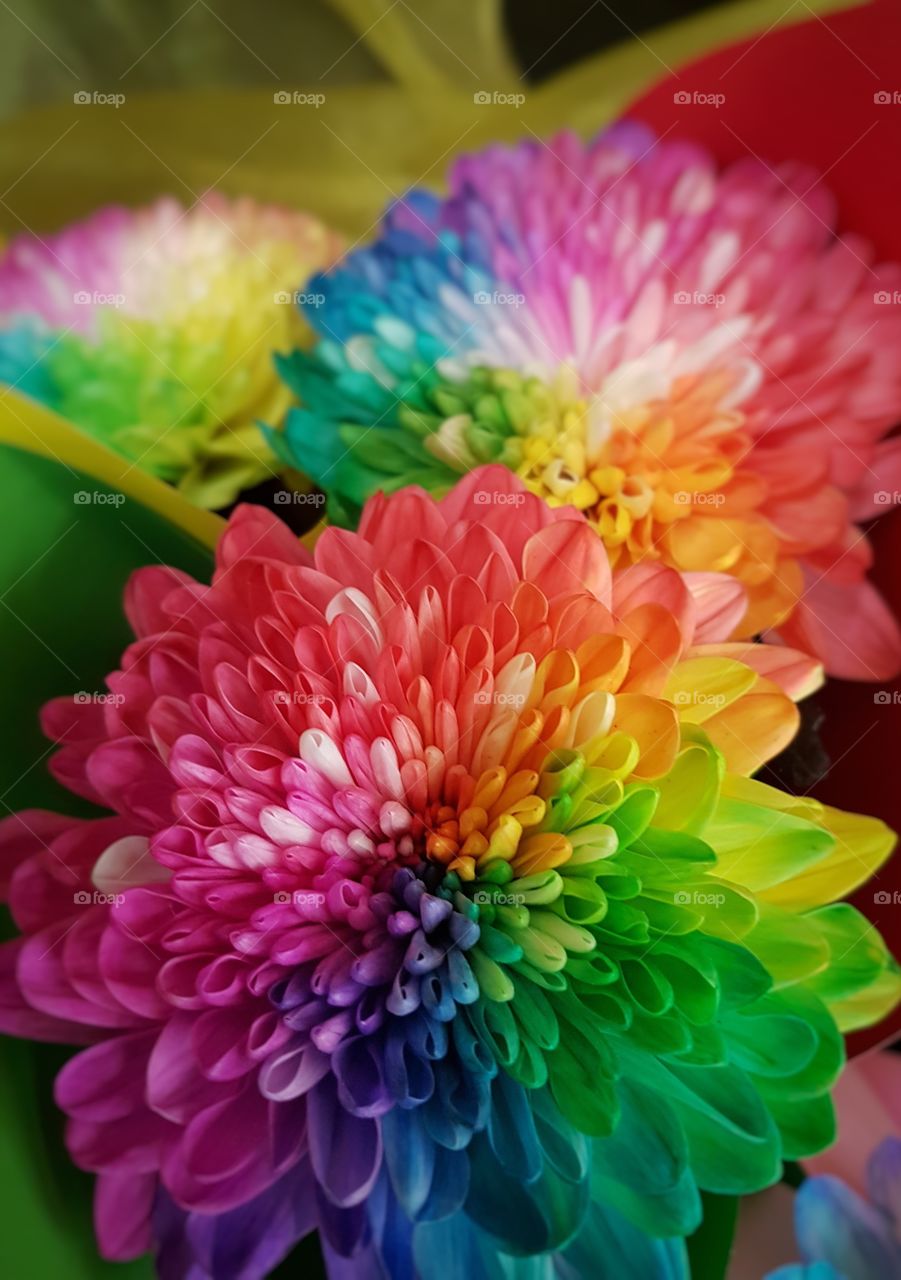 Colourful flowers