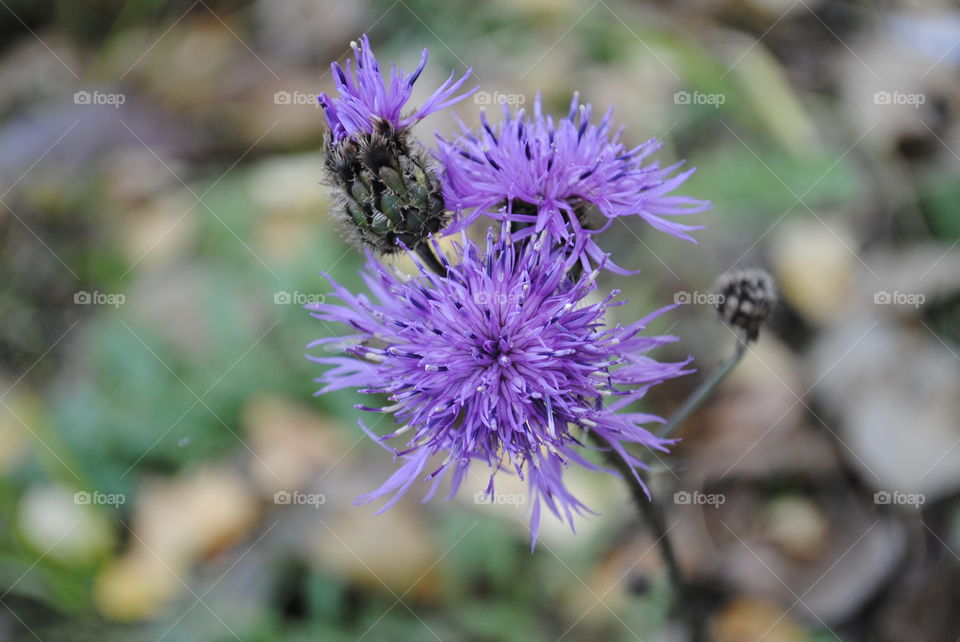 Flowers of a Thistle