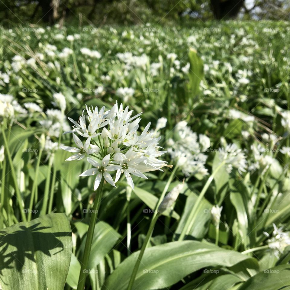 Springtime Garlic in full flower ... the fragrance is wonderful 