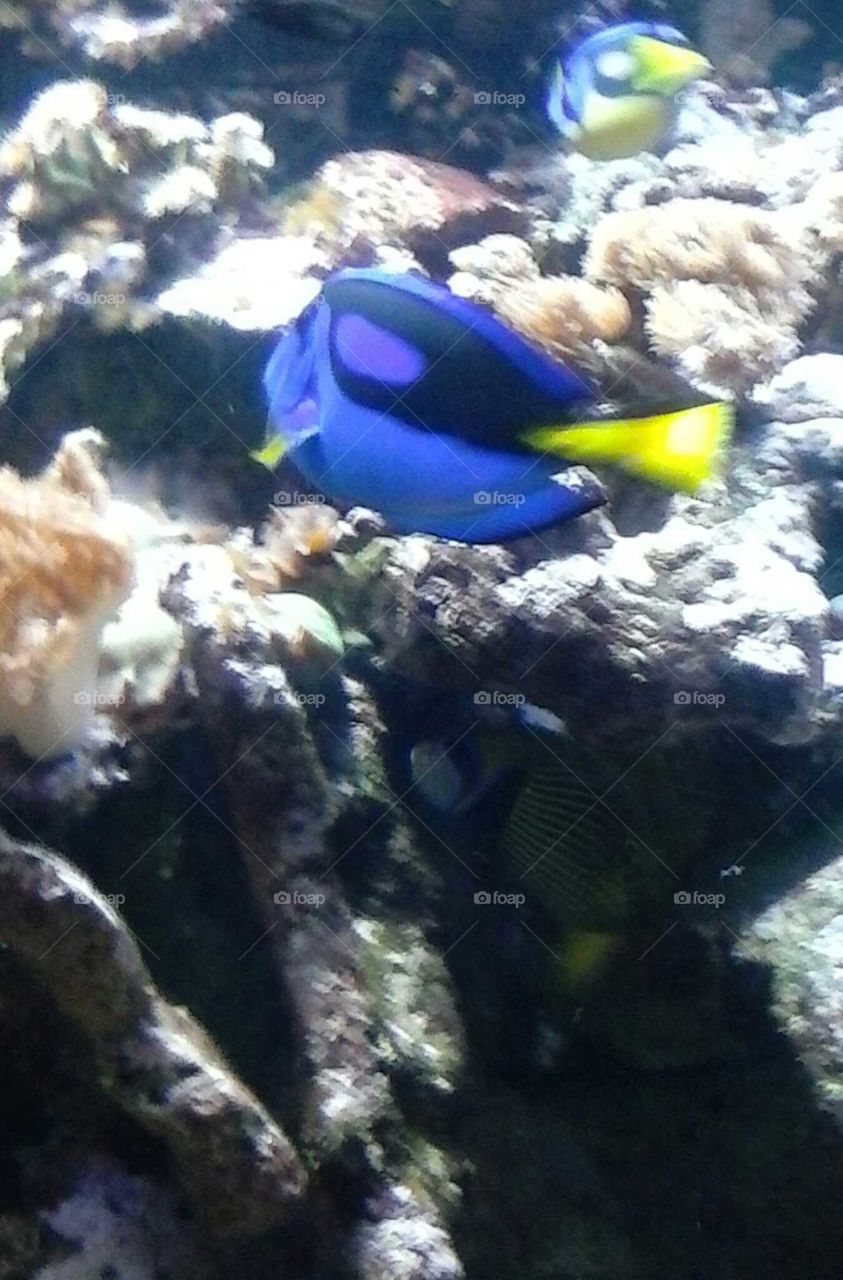 Swimming fish in aquarium