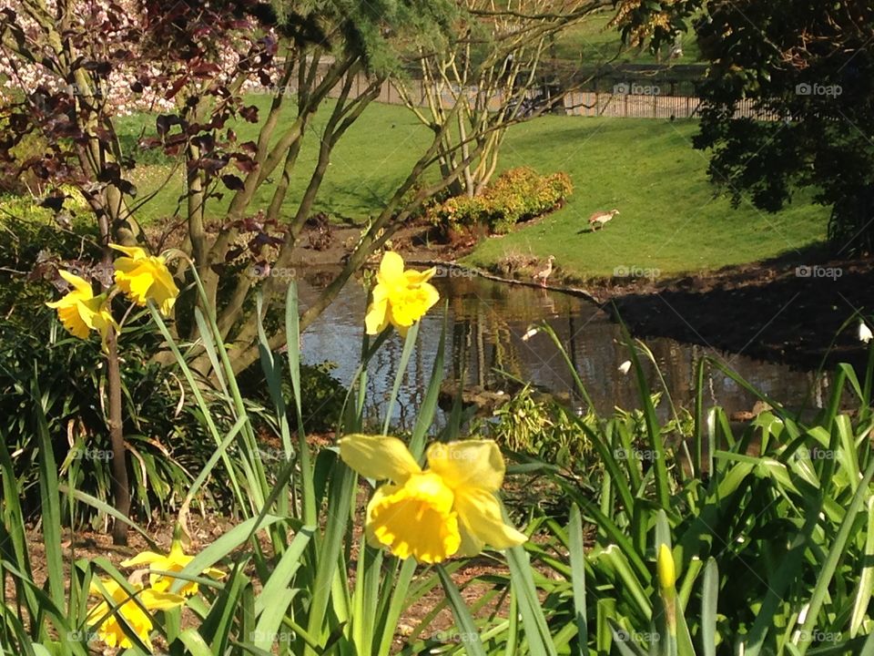Daffodiles