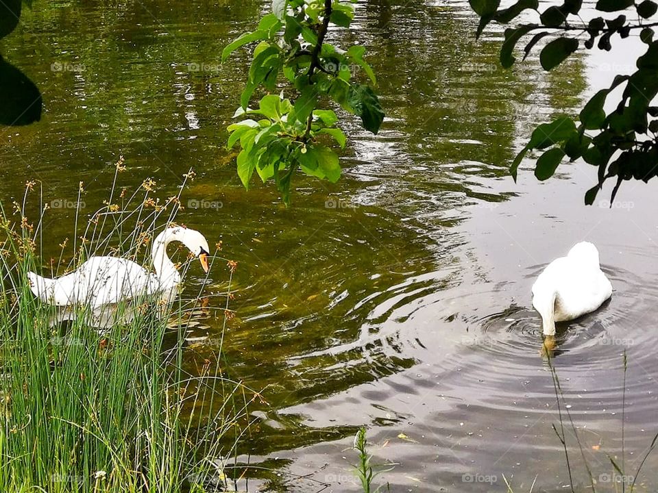 Two white swans in a pond