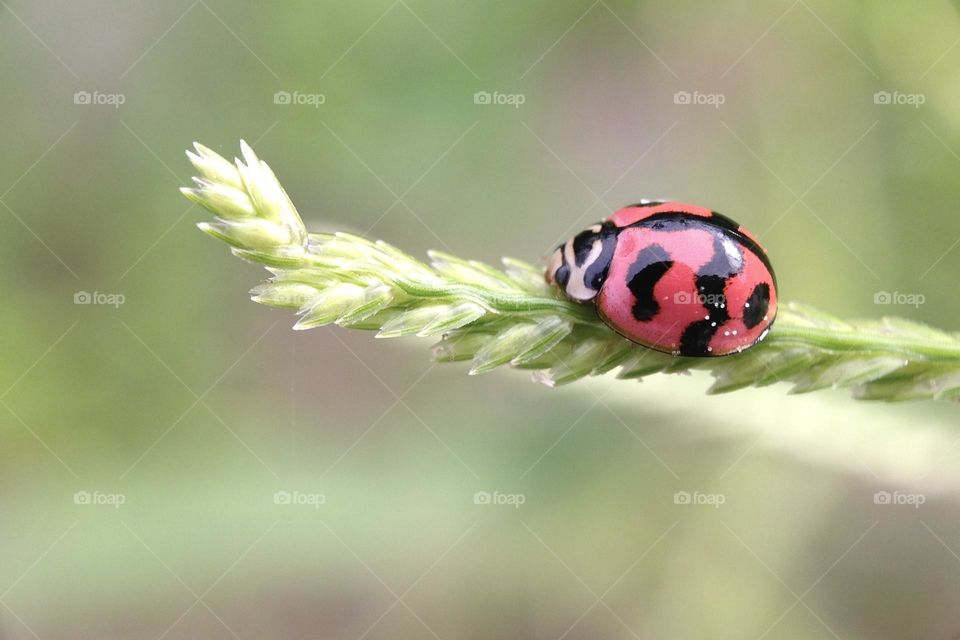 Ladybug 
