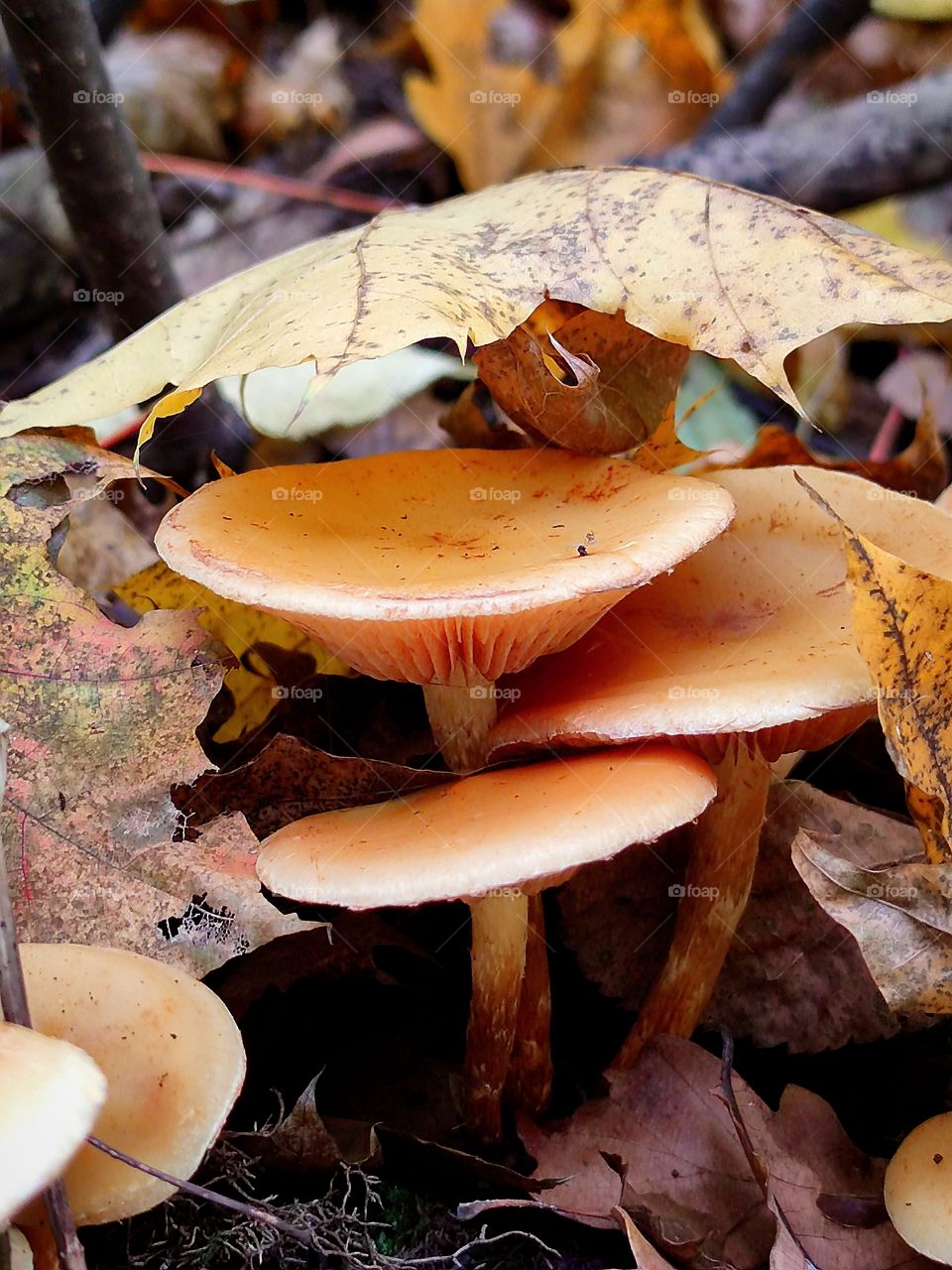 Autumn forest.  Orange mushrooms hid under an orange leaf of a tree
