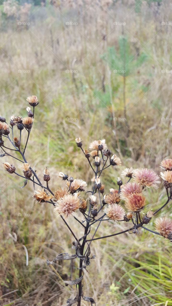 Nature, Flower, No Person, Flora, Outdoors