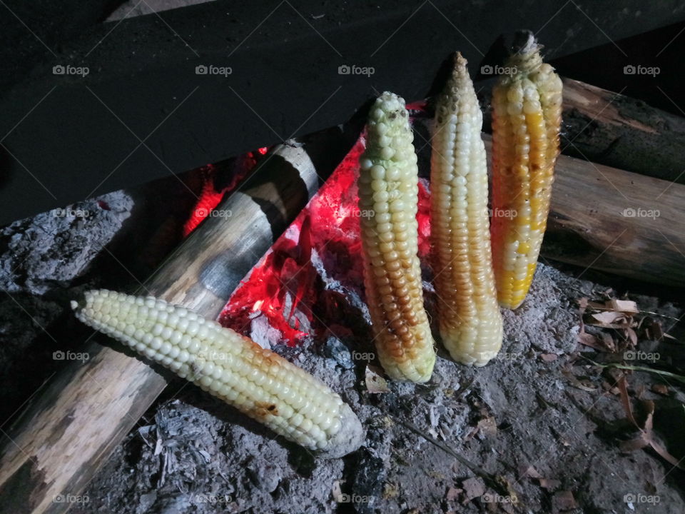 corn maize time