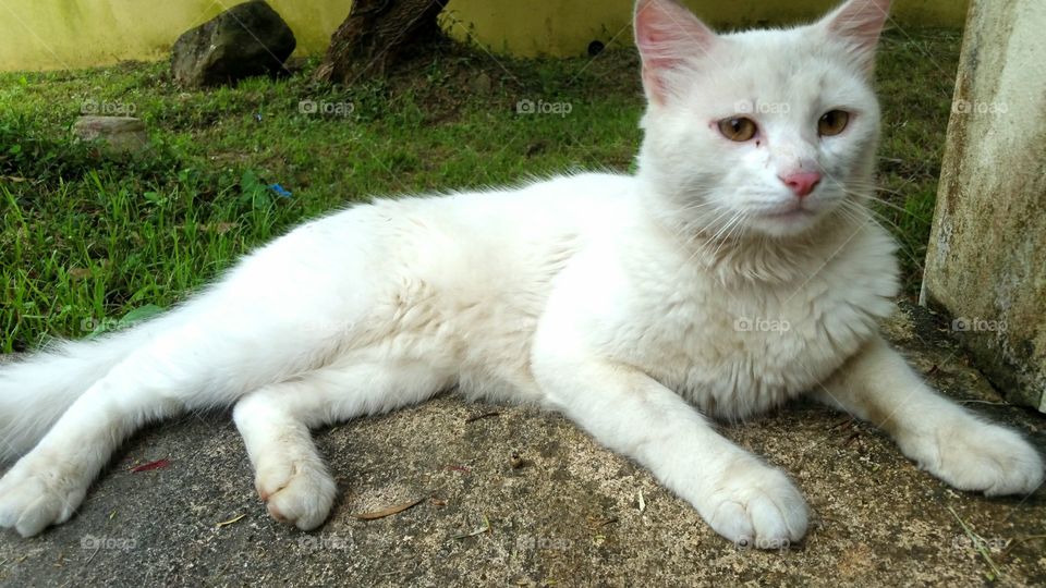White cat