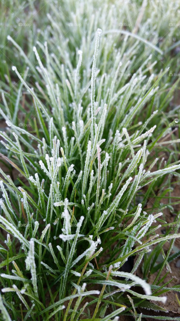 Morning frost on grass