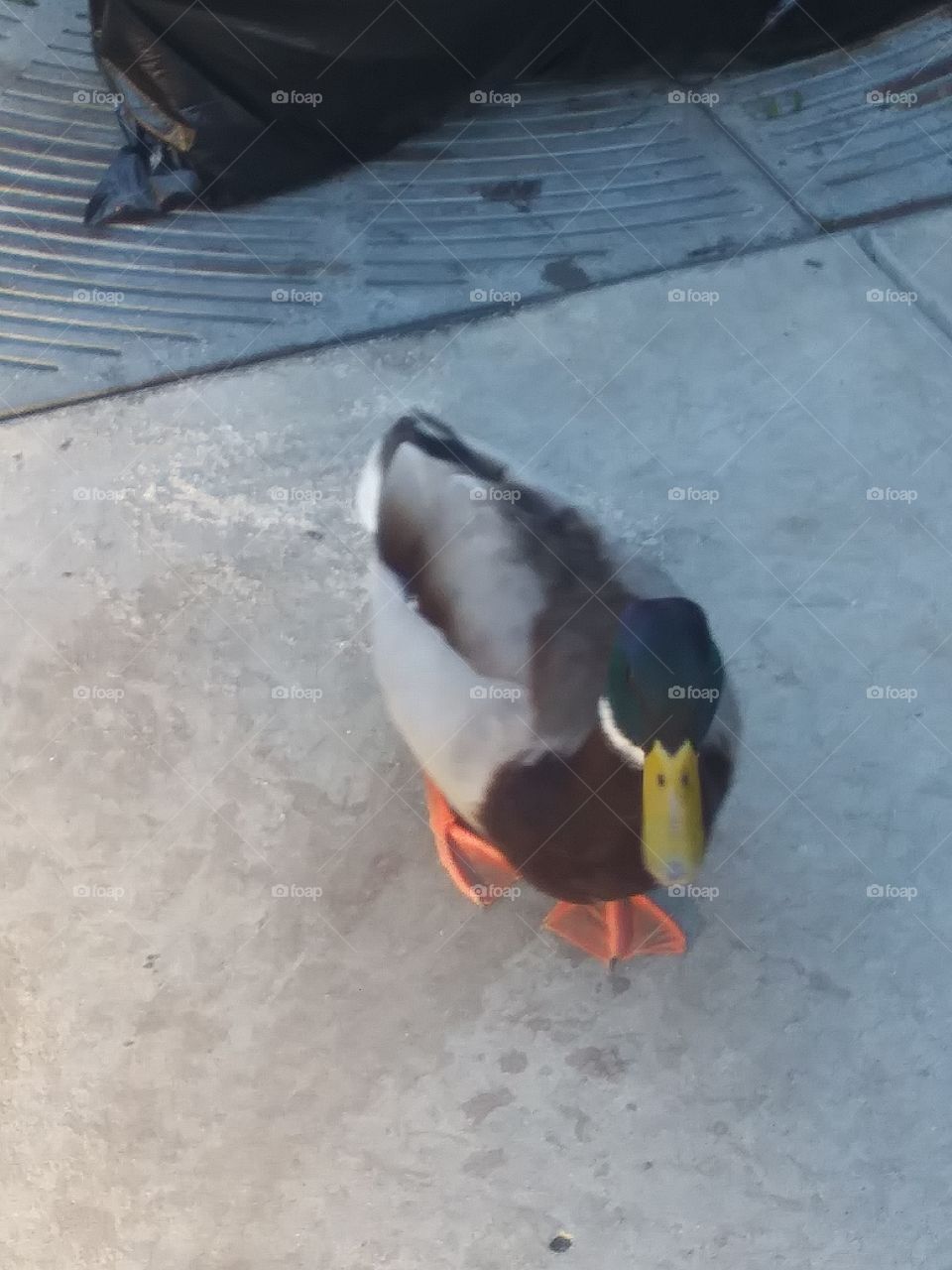 duck3
