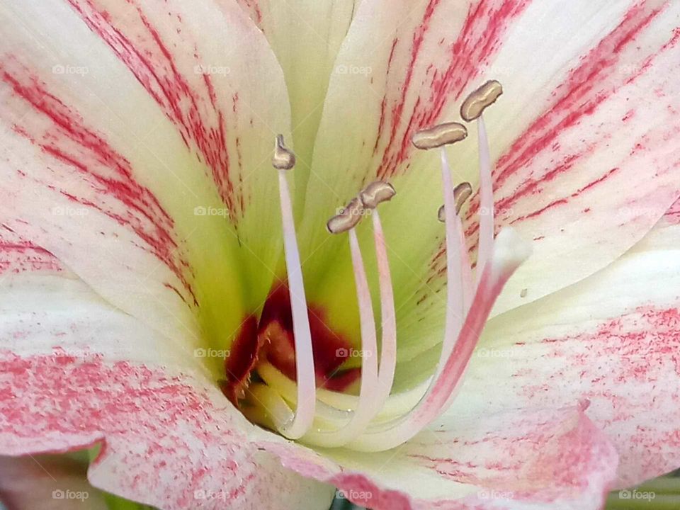 Lily petal, macro shot.