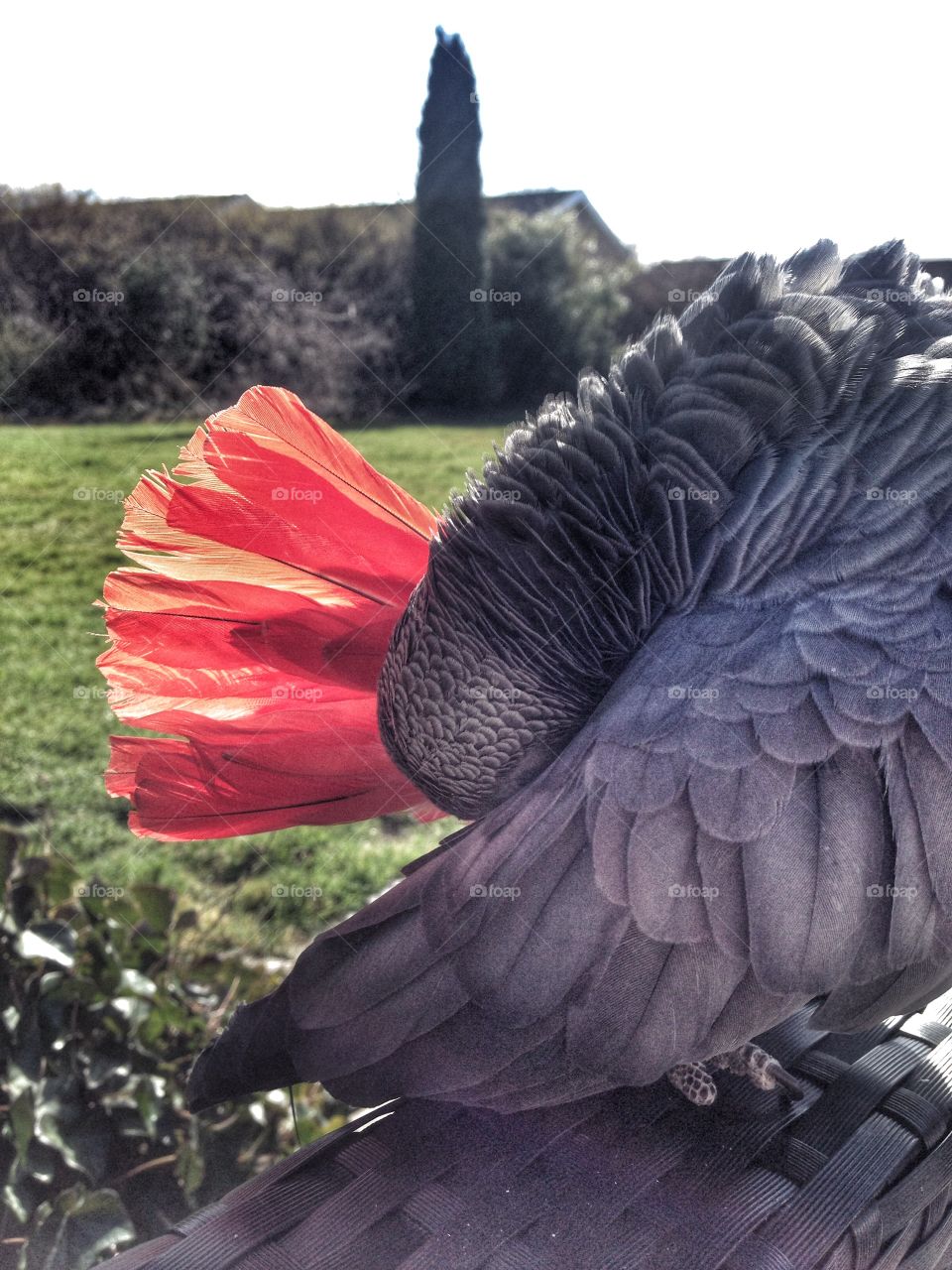 Parrot. Red tail