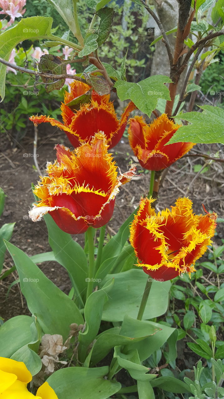 Furry, fiery tulips