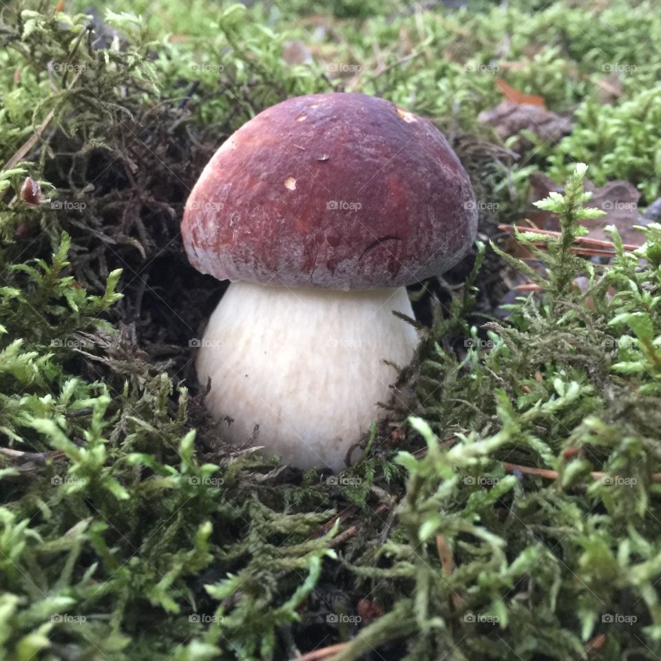 Mushroom in forest 