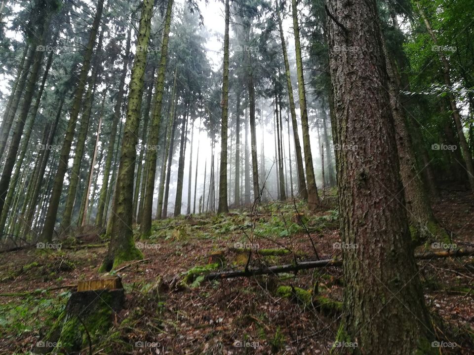 Düster, Nebel im Wald