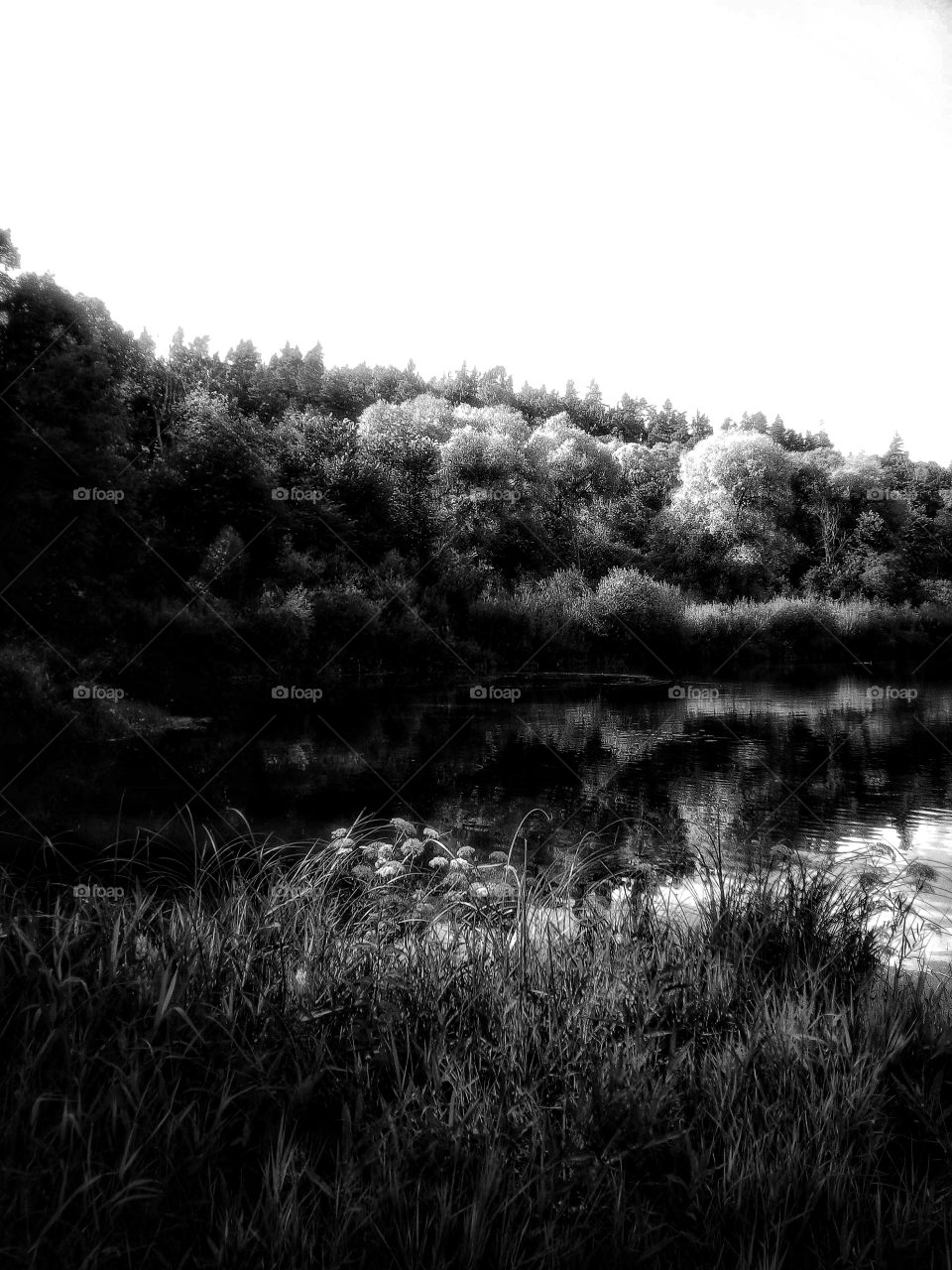 Nature in B&W