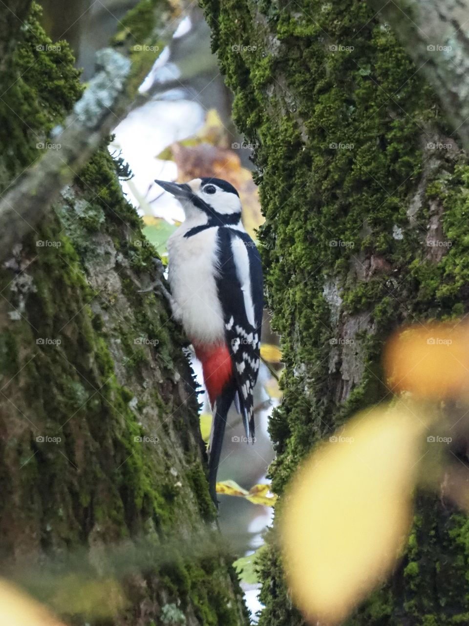 Woodpecker