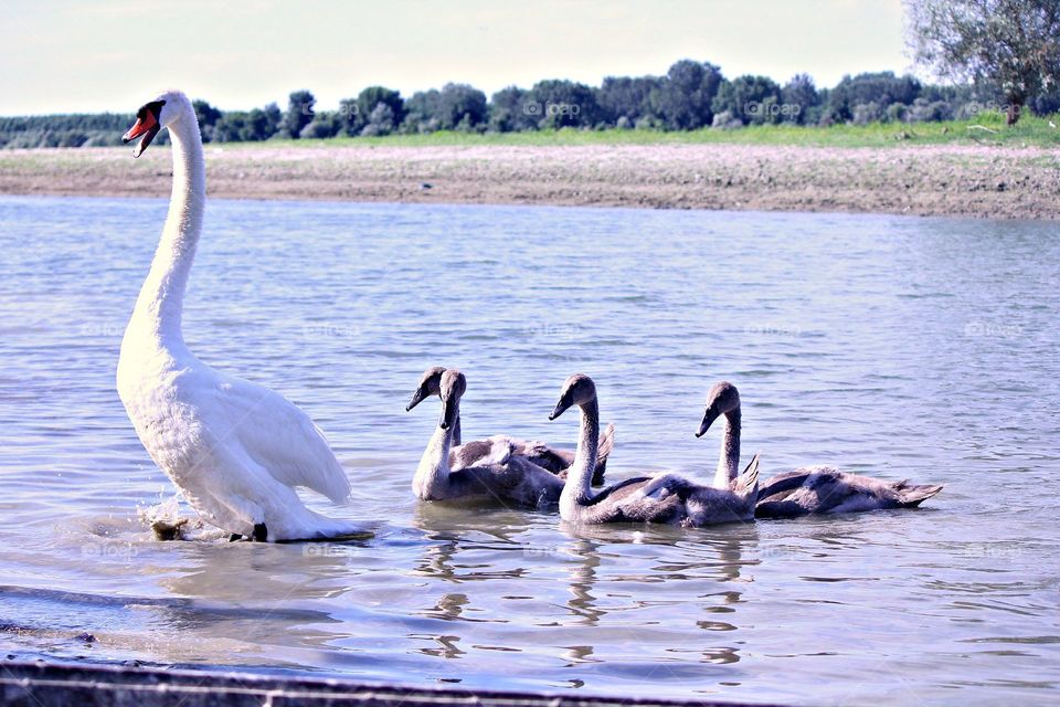 Swans
