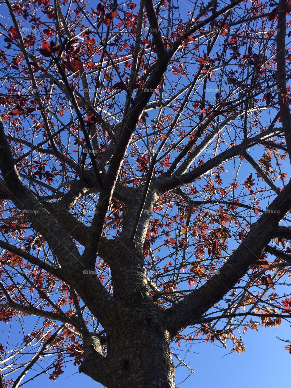 Beautiful fall foliage 