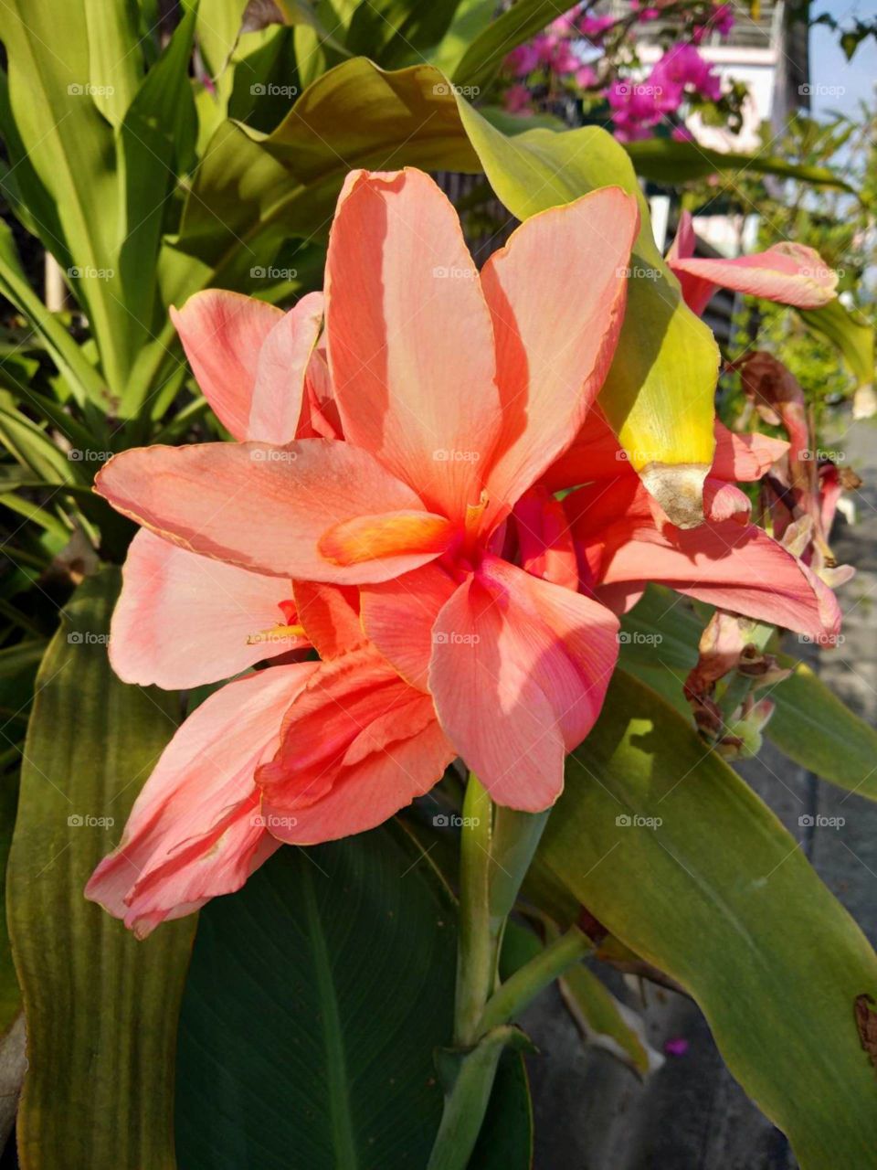 Orange Canna Lily.