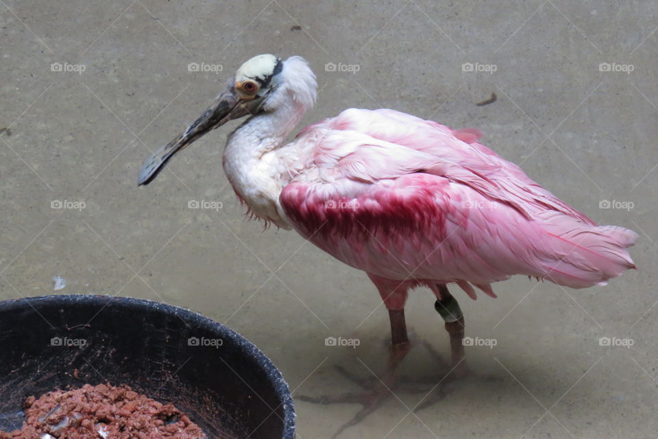 Roseate Spoonbill 