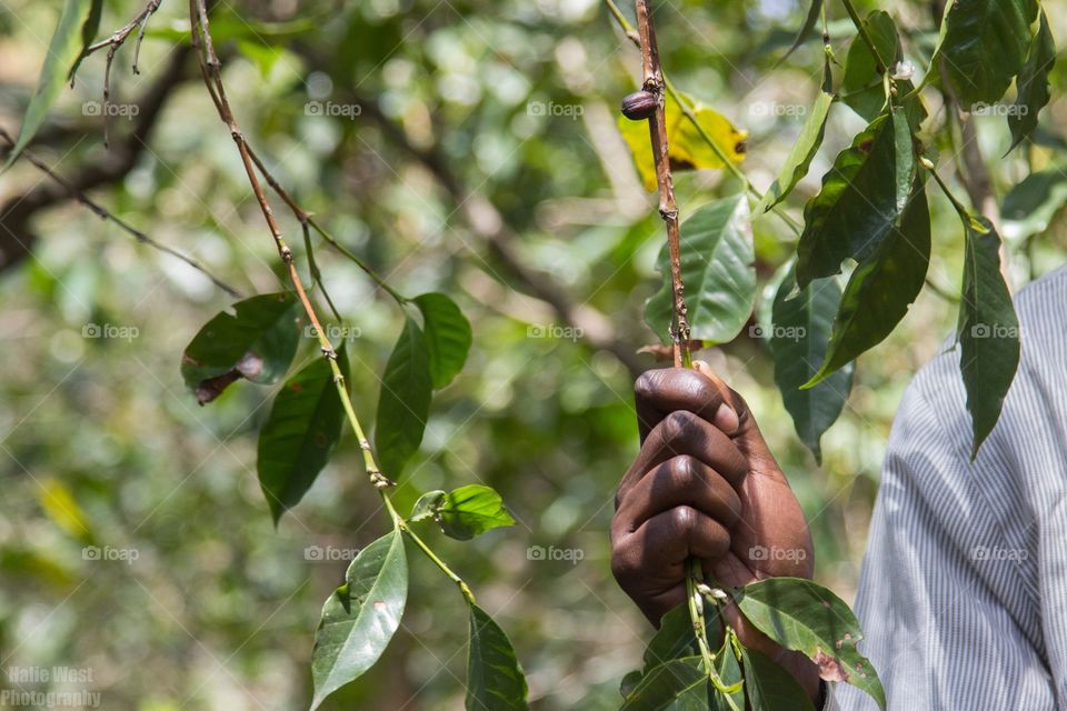 Coffee beans 