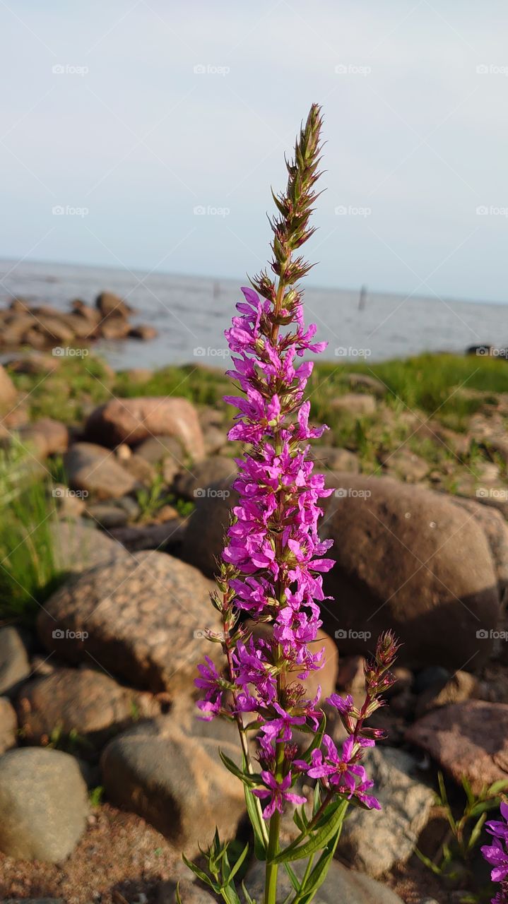 The coast of the Gulf of Finland