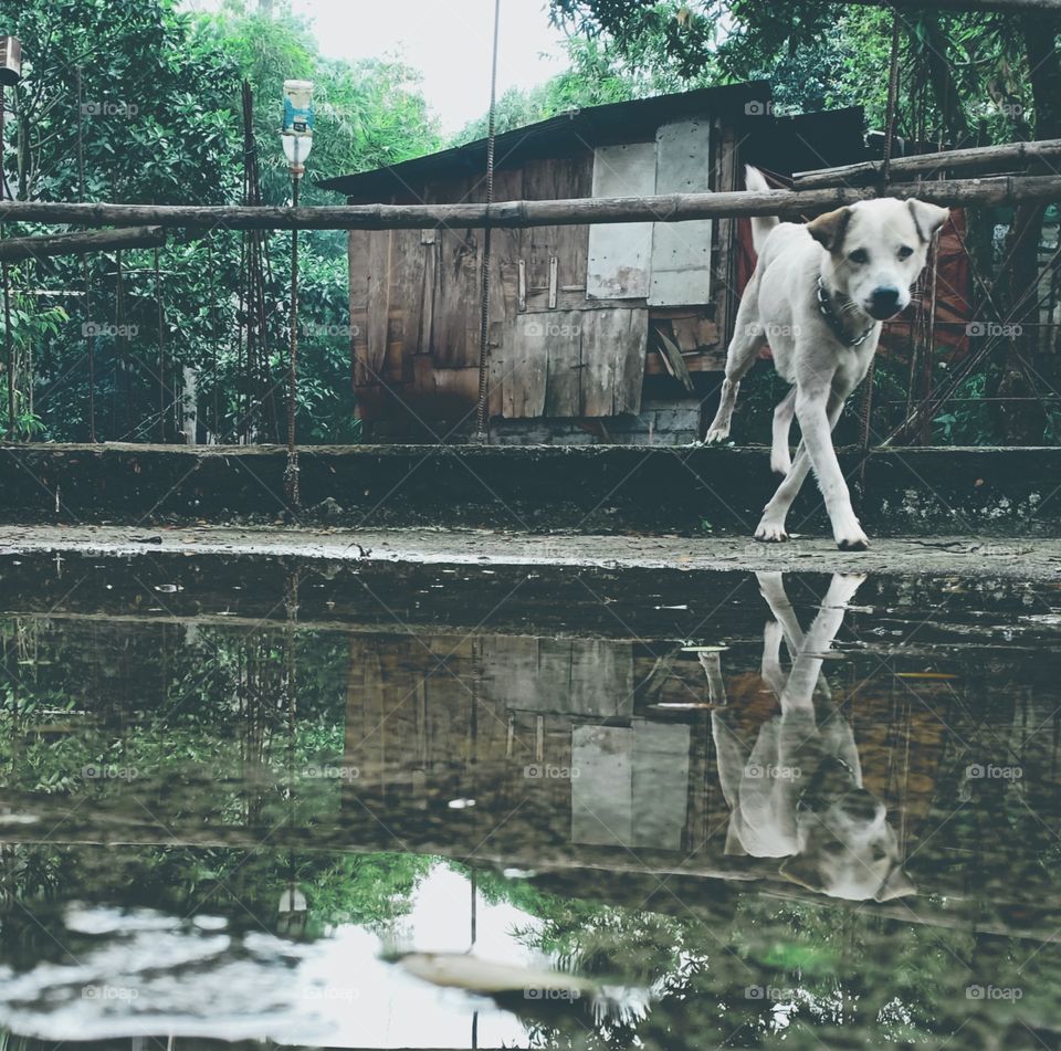 Our beloved white-brown painted dog, Bingo ♥️
walking down the road after those series of rainy day