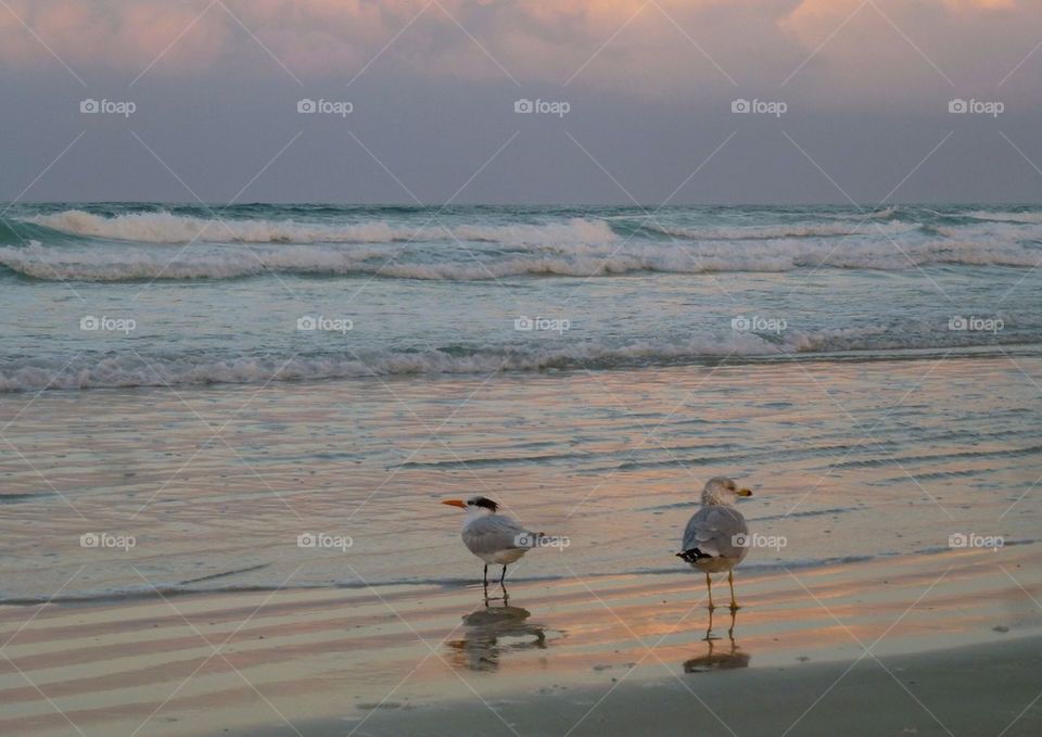 Sea birds on the beach, Florida 