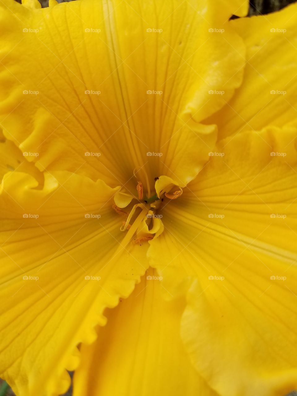 up close flower
