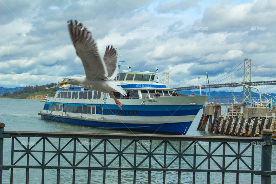 Bird and boat in San Francisco