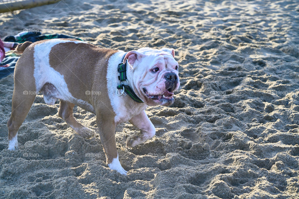 Bulldog bañandose en el mar