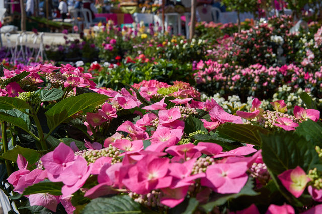 Marché aux fleurs