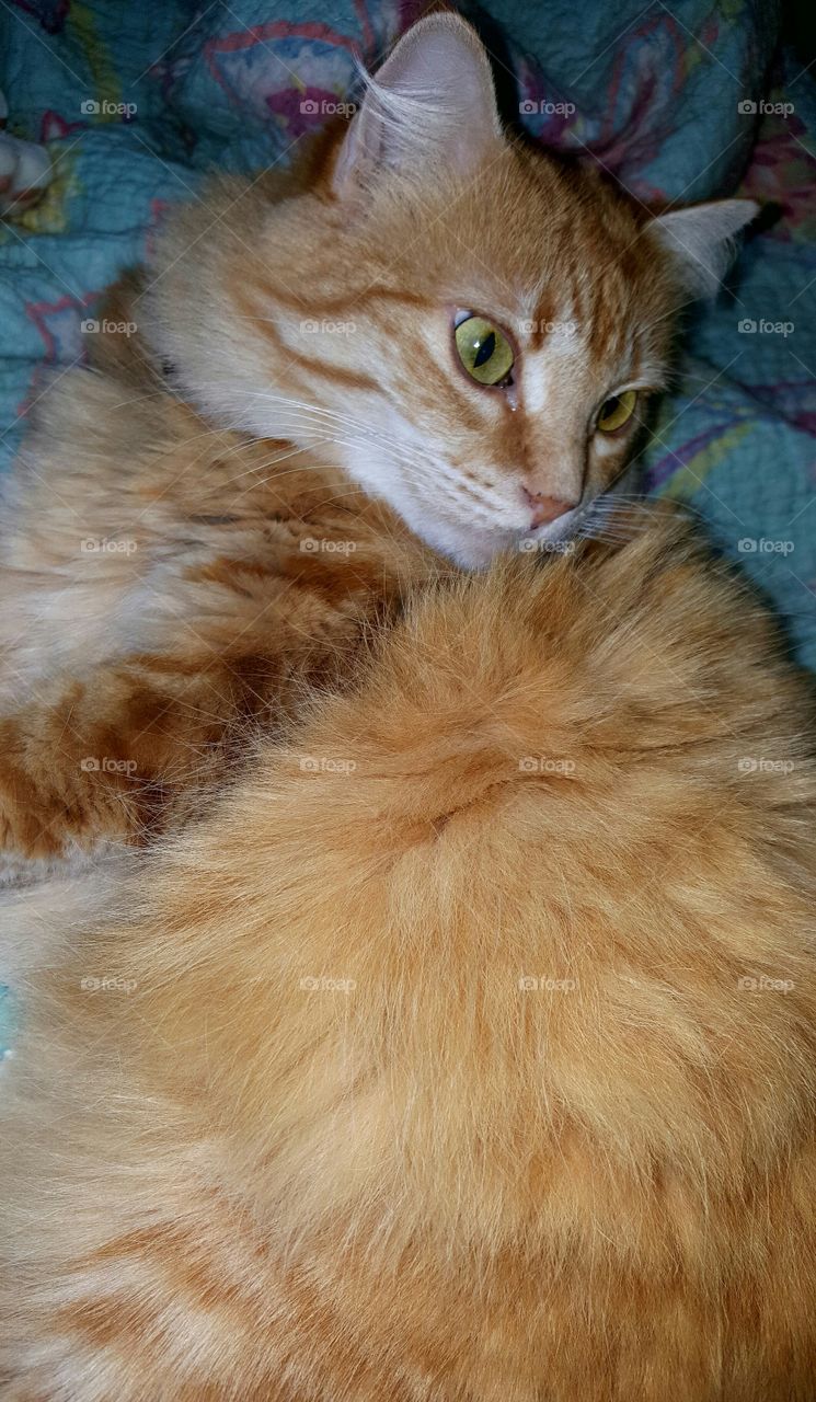 I'm not fat, I'm fluffy!