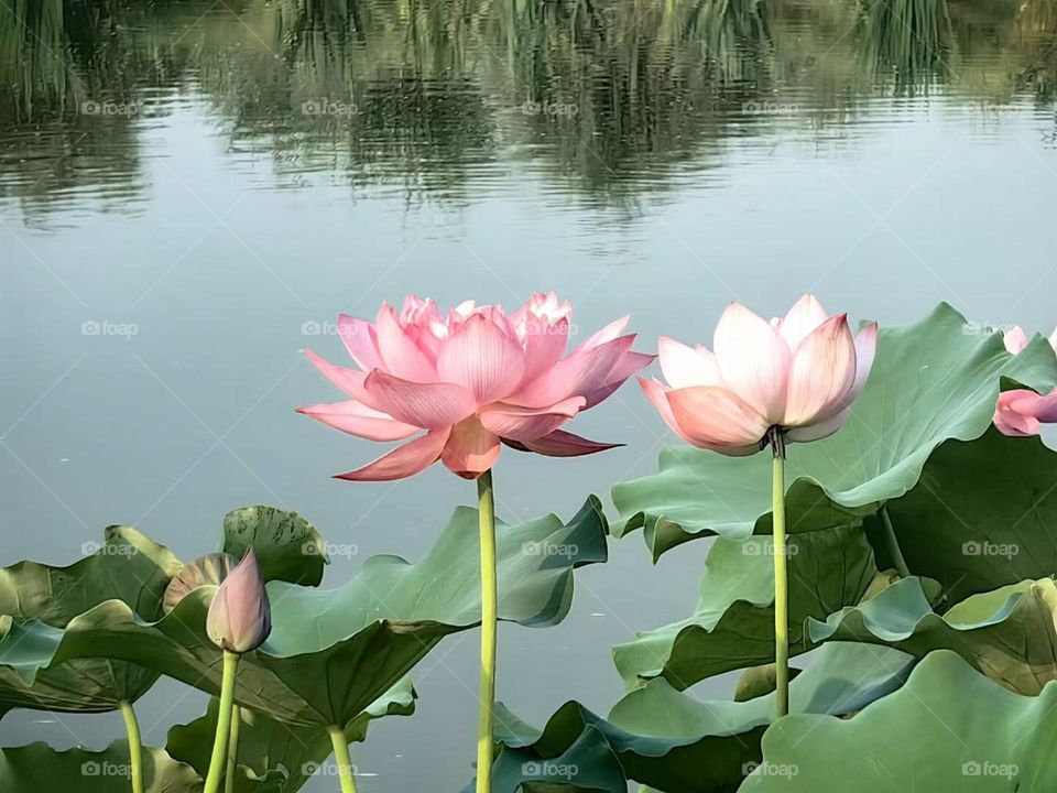 Full of lotus pond is to give you the romance of summer.