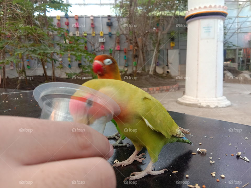 green love bird in park (burung cinta warna hijau)