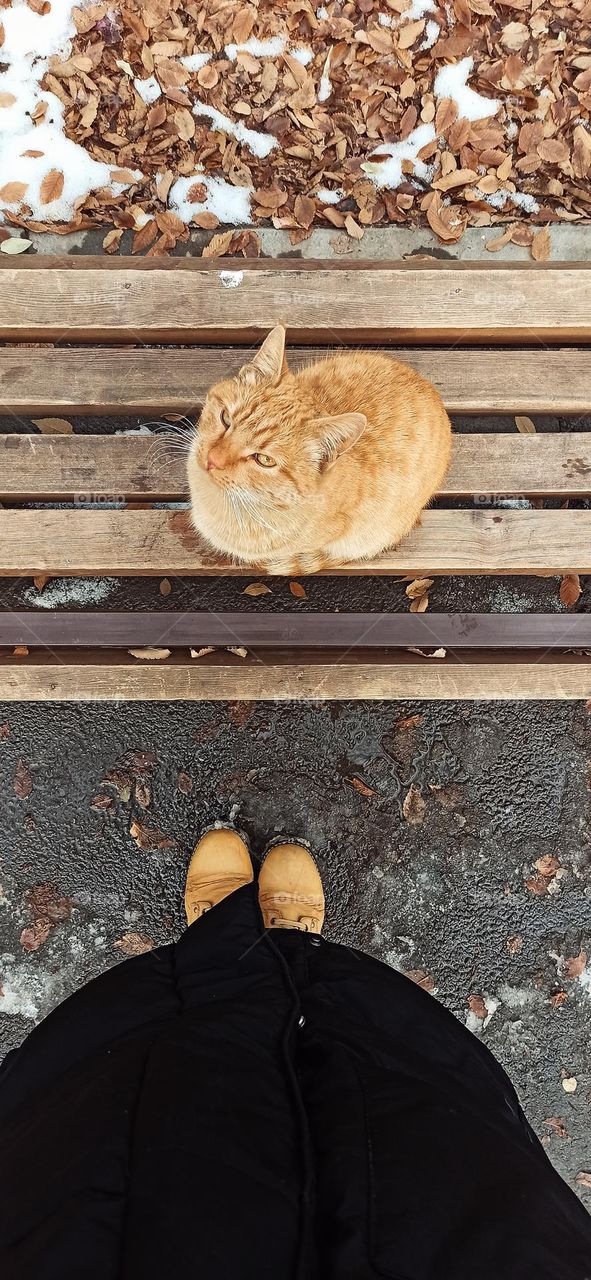 Redhead street cat