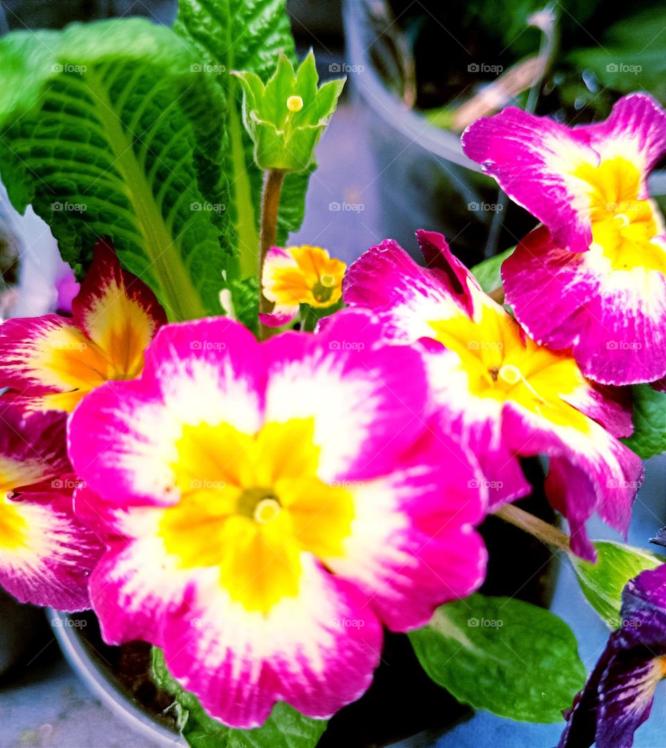 bright blooming primrose