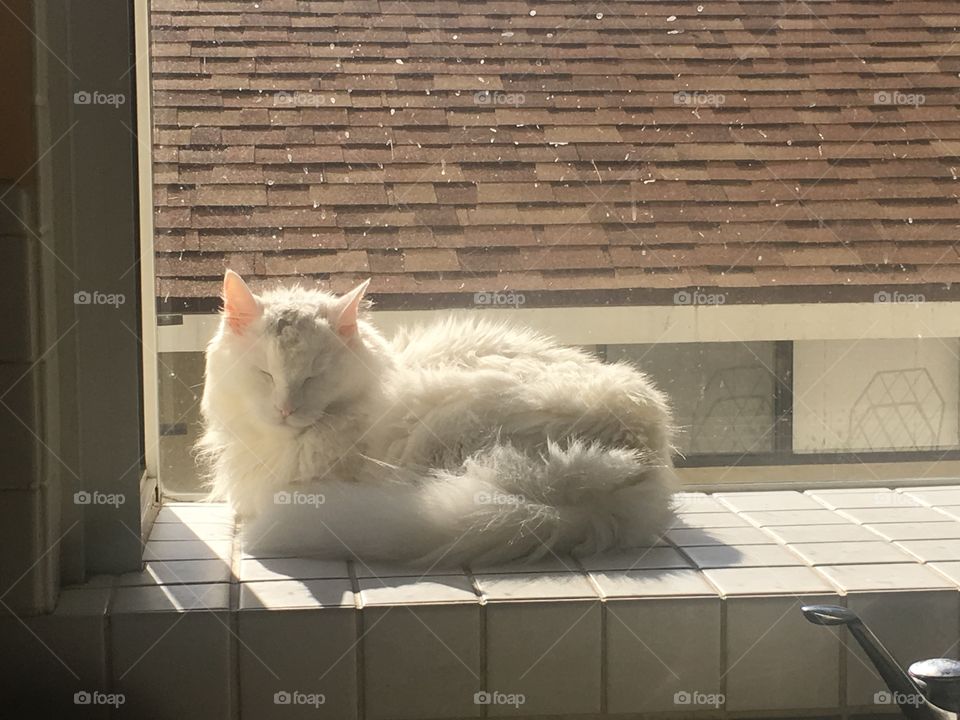 Fluffy white cat sunning himself in a window. 