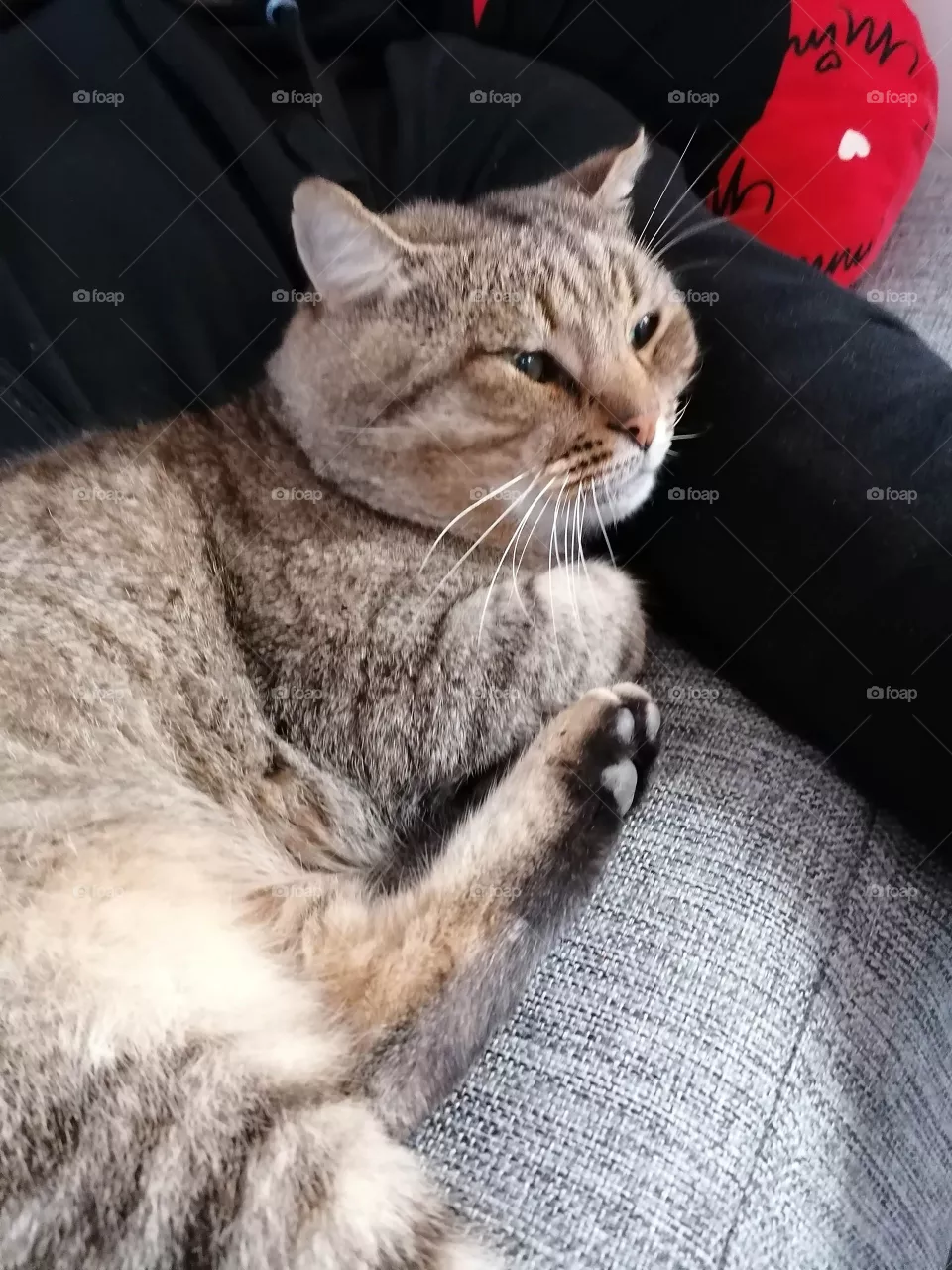 Cat 😻