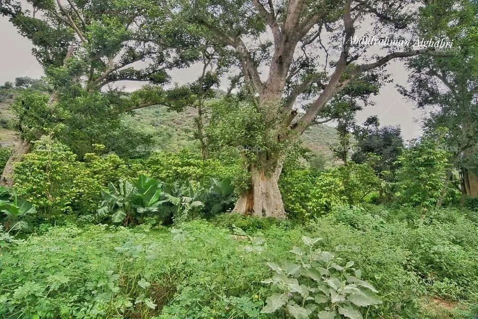 The image embodies a natural natural plate of the mountains of nature, where green agricultural stands are graded on the slopes as if they were lines of a poem, which fog harmoniously wrapped, and clouds hugged them in the mountain knife and the whis