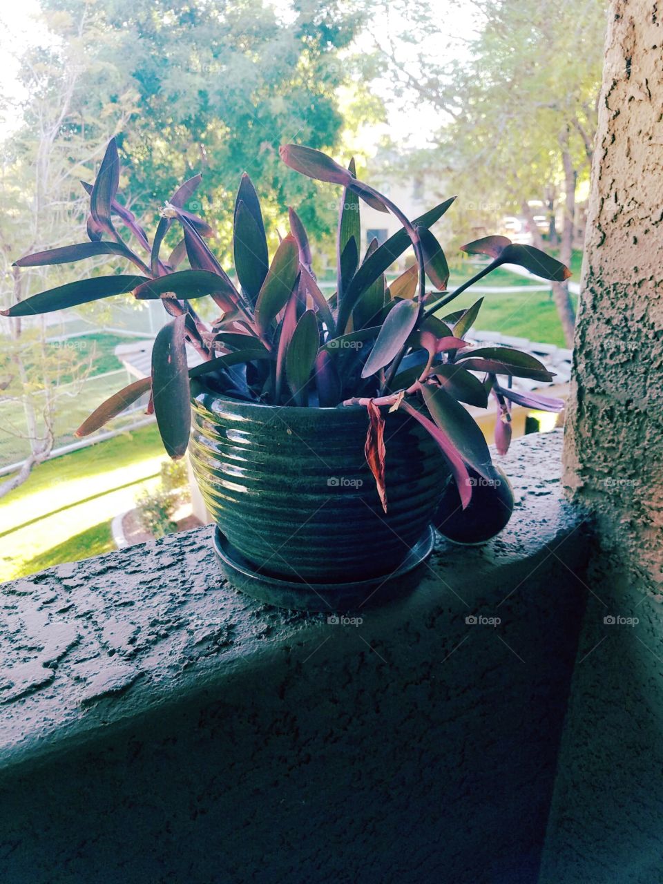 No Person, Flower, Water, Garden, Leaf