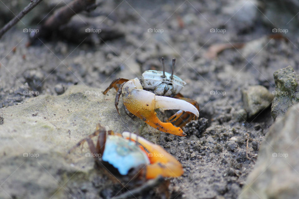 fiddler crab